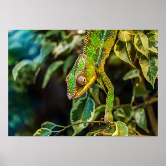 Kameleon Poster (Voorkant)