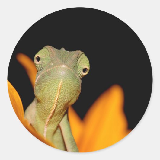 kameleon ronde sticker (Voorkant)