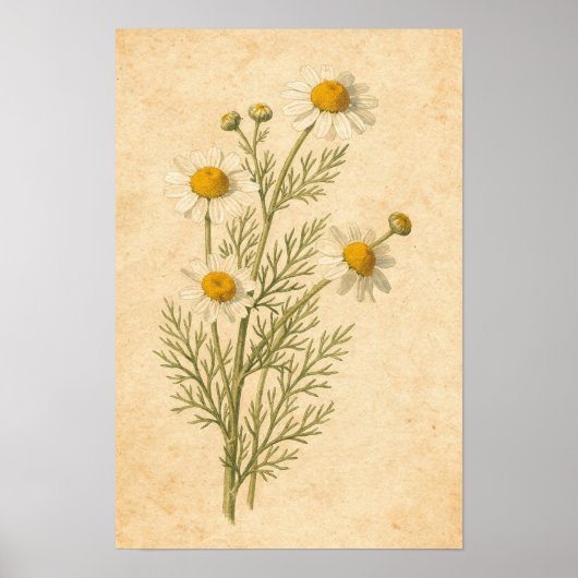 Kamille botanische print (Voorkant)
