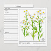 Kamille Materia Medische Kruiden Studie Kaart (Voorkant / Achterkant)
