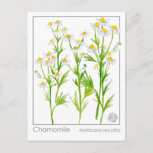 Kamille Materia Medische Kruiden Studie Kaart (Voorkant)