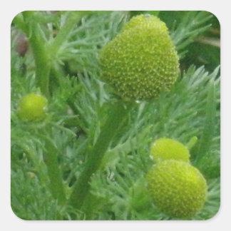 Kamille, Matricaria matricarioides Vierkante Sticker