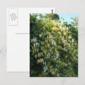 Kamille op een muur briefkaart (Voorkant / Achterkant)