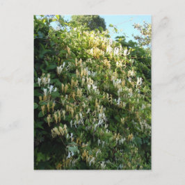 Kamille op een muur briefkaart