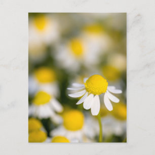 Kamillebloem close-up, Hongarije Briefkaart