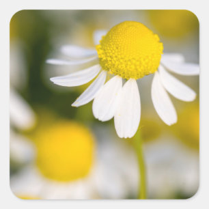 Kamillebloem close-up, Hongarije Vierkante Sticker