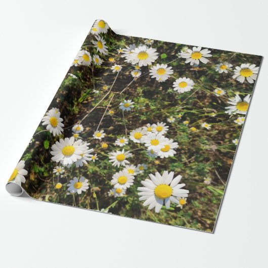Kamillebloemen Cadeaupapier (Uitgerold)