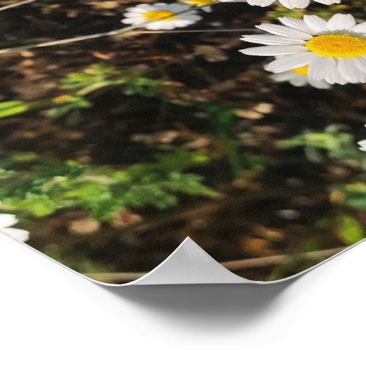 Kamillebloemen Poster (Hoek)