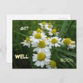 Kamillebloemen van dichtbij worden snel beter Brie Briefkaart (Voorkant / Achterkant)