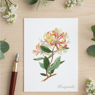 Kamilleklimop Oude Botanische Ansichtkaart Briefkaart