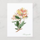 Kamilleklimop Oude Botanische Ansichtkaart Briefkaart (Voorkant)