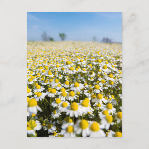 Kamilleveld, Hongarije Briefkaart