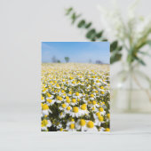 Kamilleveld, Hongarije Briefkaart (Staand voorkant)