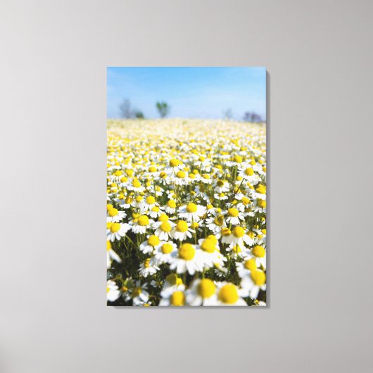 Kamilleveld, Hongarije Canvas Afdruk (Voorkant)