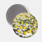 Kamilleveld, Hongarije Magneet (Voorkant / Achterkant)