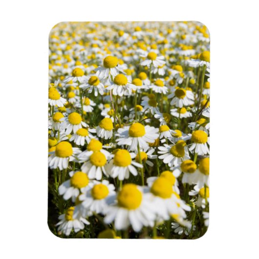 Kamilleveld, Hongarije Magneet (Verticaal)