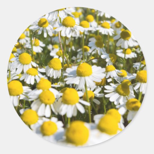Kamilleveld, Hongarije Ronde Sticker (Voorkant)