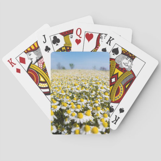 Kamilleveld, Hongarije Speelkaarten (Achterkant)