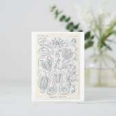 Kammenkwallen van Haeckel uit de oudheid Briefkaart (Staand voorkant)