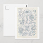 Kammenkwallen van Haeckel uit de oudheid Briefkaart (Voorkant / Achterkant)