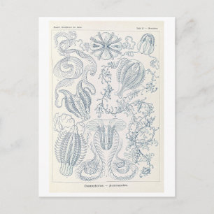Kammenkwallen van Haeckel uit de oudheid Briefkaart