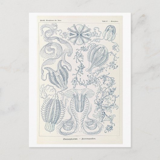 Kammenkwallen van Haeckel uit de oudheid Briefkaart (Voorkant)