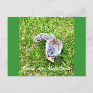 kampbezoeker briefkaart