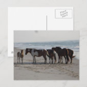 Kamperen op Assateague Island Briefkaart (Voorkant / Achterkant)
