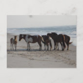 Kamperen op Assateague Island Briefkaart (Voorkant)