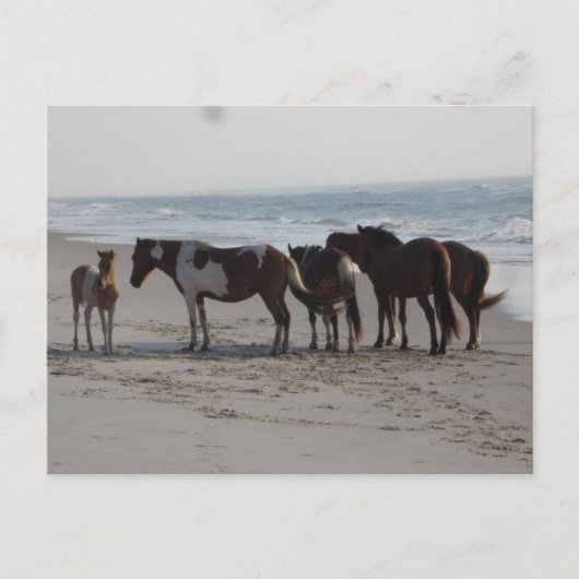 Kamperen op Assateague Island Briefkaart (Voorkant)