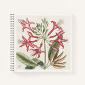 Kamperfoelie Botanisch 18e-eeuws Kunstschetsboek Notitieboek (Voorkant)
