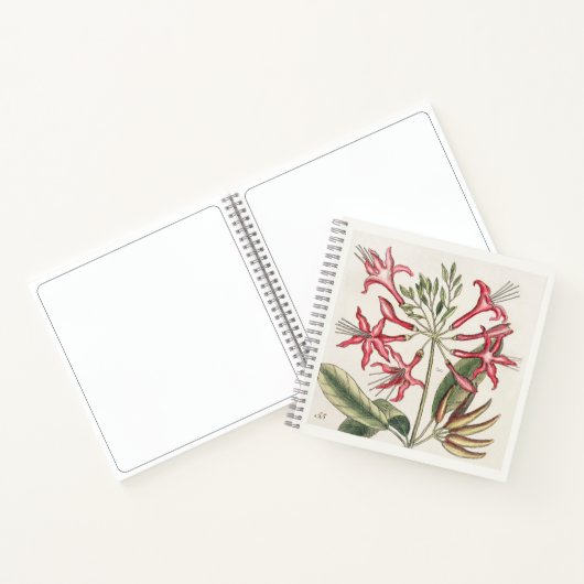 Kamperfoelie Botanisch 18e-eeuws Kunstschetsboek Notitieboek (Binnen)