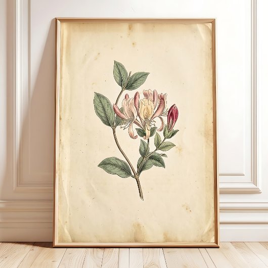 Kamperfoelie Botanische Studie Kunstprint Poster