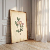 Kamperfoelie Botanische Studie Kunstprint Poster