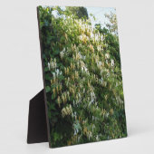 Kamperfoelie Tegen Een Muur Fotoplaat (Zijkant)