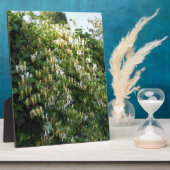 Kamperfoelie Tegen Een Muur Fotoplaat (Zijkant)