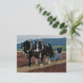 kampioenschap Somerset Uk Horse Pesterren 2011 Briefkaart (Staand voorkant)