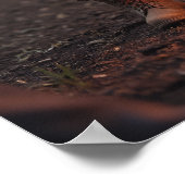 Kampvuur, Lantaarn, leider van de Paws Poster (Hoek)