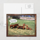 Kan Doxies zingen? Misschien niet............ Briefkaart (Voorkant / Achterkant)