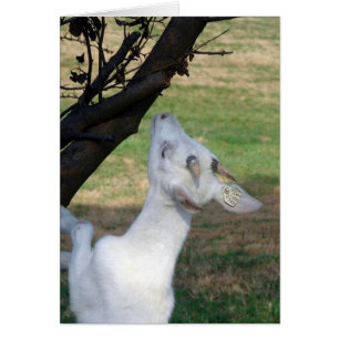 Kan ik deze boom beklimmen?