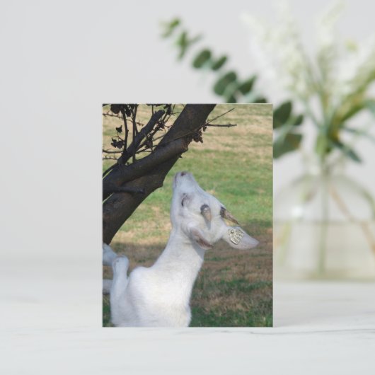 Kan ik deze boom beklimmen? briefkaart (Staand voorkant)