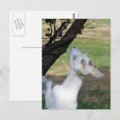 Kan ik deze boom beklimmen? briefkaart (Voorkant / Achterkant)