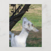 Kan ik deze boom beklimmen? briefkaart (Voorkant)