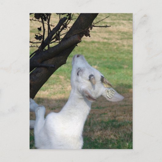 Kan ik deze boom beklimmen? briefkaart (Voorkant)