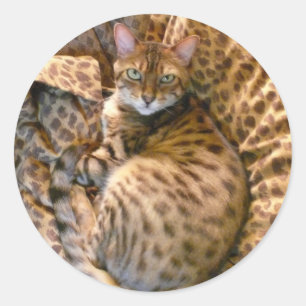 Kan je me zien? ronde sticker