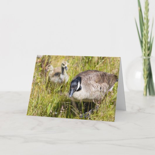 kanaalganzennoot kaart (Voorkant)