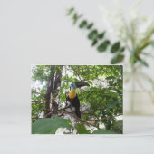 Kanaalgefactureerde toucan, Trinidad-Briefkaart Briefkaart (Staand voorkant)