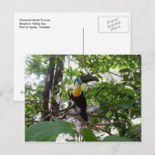 Kanaalgefactureerde toucan, Trinidad-Briefkaart Briefkaart (Voorkant / Achterkant)