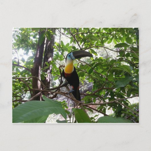 Kanaalgefactureerde toucan, Trinidad-Briefkaart Briefkaart (Voorkant)