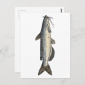 Kanaalvis (juveniel) briefkaart (Voorkant / Achterkant)